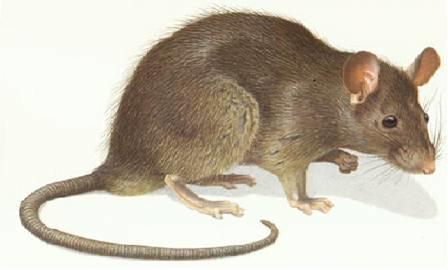 老鼠管理培训教程（一）：家鼠的生物习性及危害