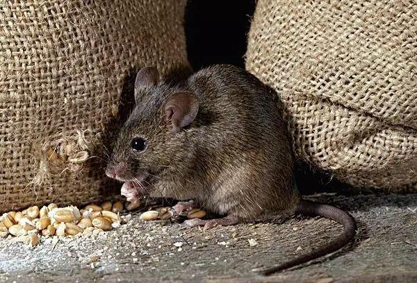 老鼠管理培训教程（一）：家鼠的生物习性及危害