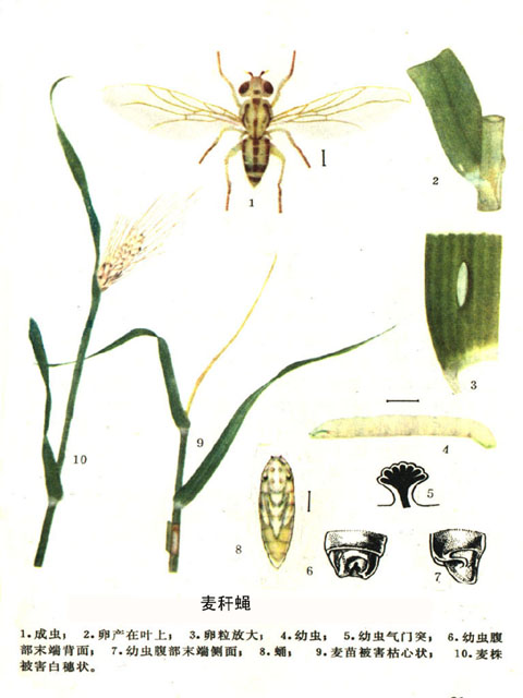 麦类害虫麦秆蝇介绍 麦类害虫麦秆蝇介绍
