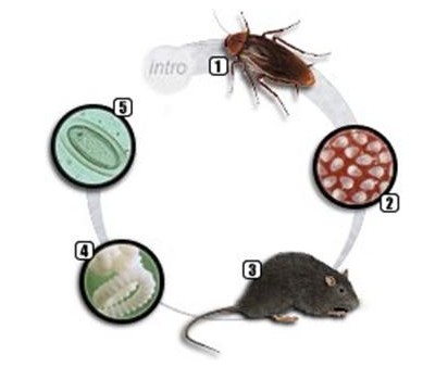卫生害虫传播疾病的方式有哪些?