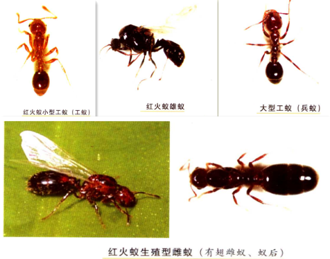蚂蚁之火蚁的识别 蚂蚁之火蚁的识别