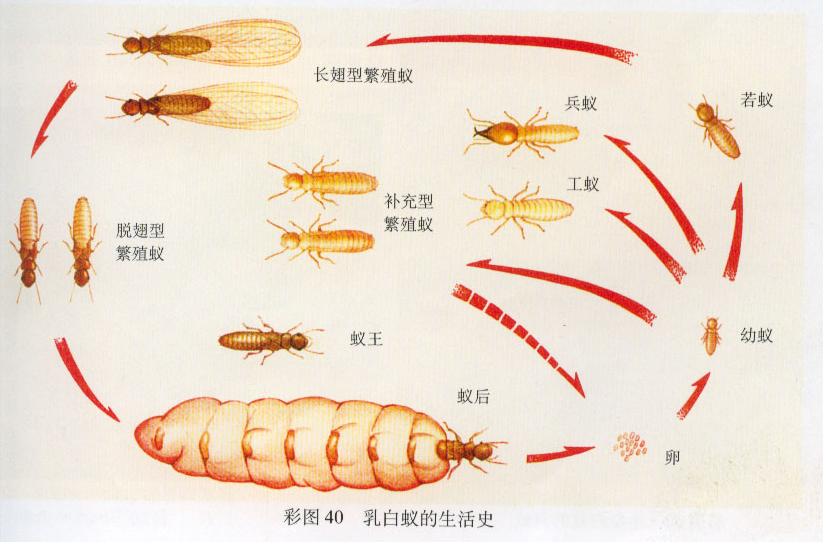 白蚁简介 白蚁简介