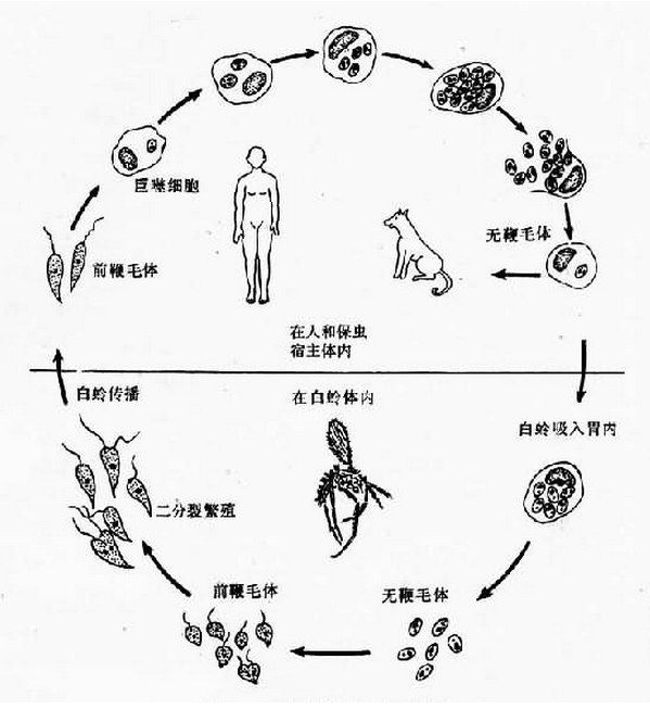 白蛉的危害及传播疾病 白蛉的危害及传播疾病