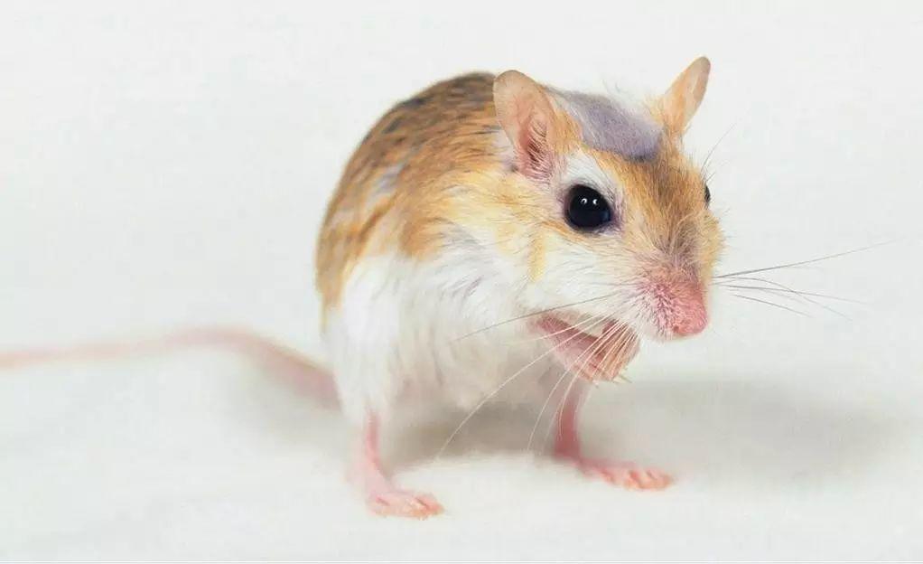 家鼠的生物习性及危害?