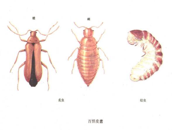 仓储害虫—百怪皮蠹介绍及防治 仓储害虫—百怪皮蠹介绍及防治