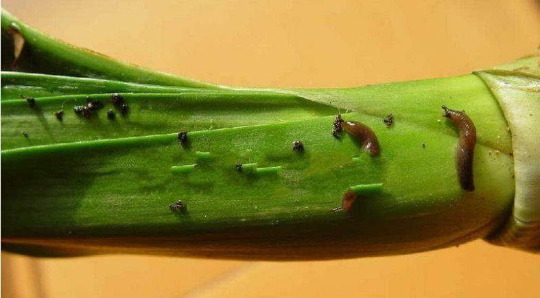 蛞蝓(鼻涕虫)的防治方法有哪些? 蛞蝓(鼻涕虫)的防治方法有哪些?