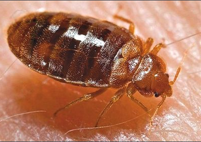 常见害虫—臭虫介绍 常见害虫—臭虫介绍