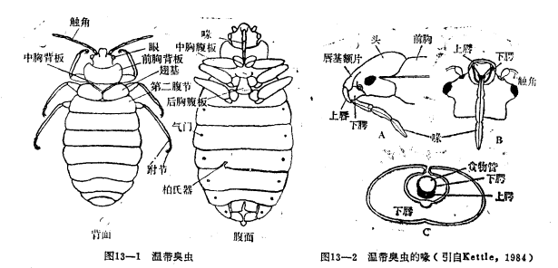 常见害虫—臭虫介绍 常见害虫—臭虫介绍