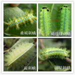 常见几种刺蛾的形态特征比较鉴别 常见几种刺蛾的形态特征比较鉴别