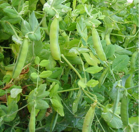 大豆食心虫的防治方法有哪些? 大豆食心虫的防治方法有哪些?