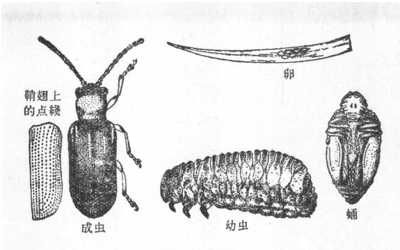 稻田害虫水稻负泥虫简介及形态特征 稻田害虫水稻负泥虫简介及形态特征