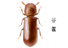 稻谷中常见的储藏物害虫介绍 稻谷中常见的储藏物害虫介绍
