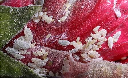 常见园林害虫介壳虫简介 常见园林害虫介壳虫简介