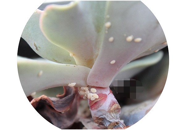 介壳虫的形态特征 介壳虫的形态特征