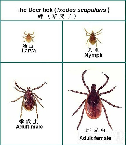 蜱虫的生态及习性 蜱虫的生态及习性