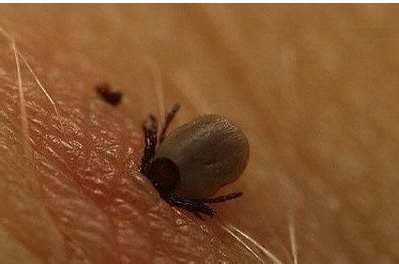 蜱虫有哪些危害? 蜱虫有哪些危害?