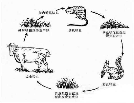 蜱虫的生活史 蜱虫的生活史