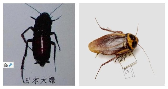 常见蟑螂的种类及特点