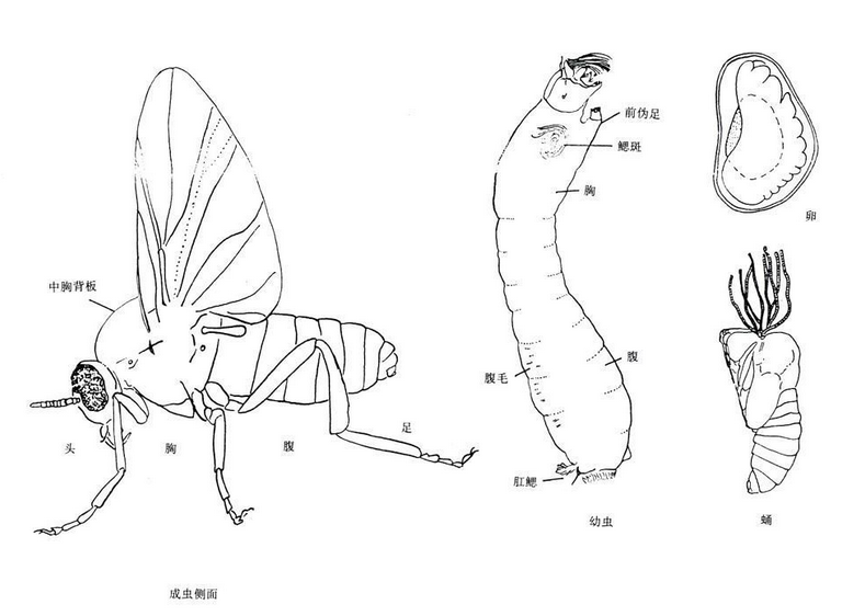 蚋类害虫简介及形态特征 蚋类害虫简介及形态特征