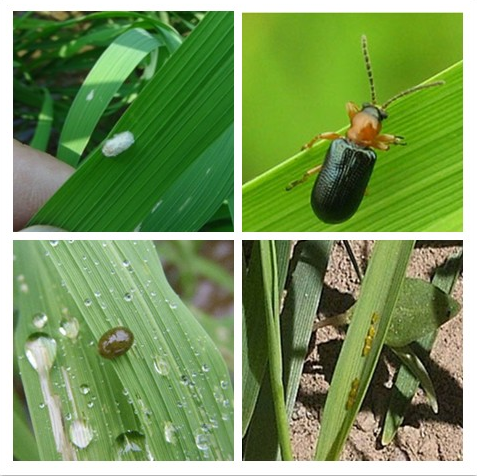 稻田害虫水稻负泥虫简介及形态特征 稻田害虫水稻负泥虫简介及形态特征