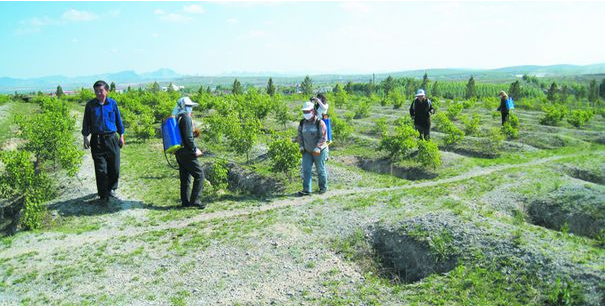 天幕毛虫的危害及防治 天幕毛虫的危害及防治