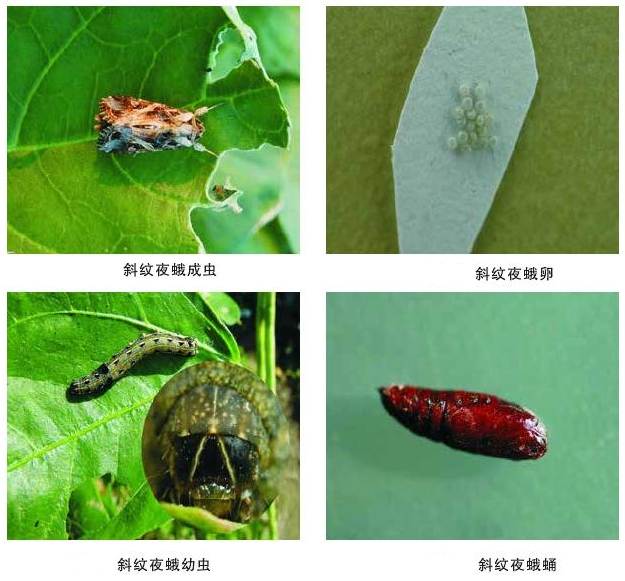 斜纹夜蛾简介及形态特征 斜纹夜蛾简介及形态特征