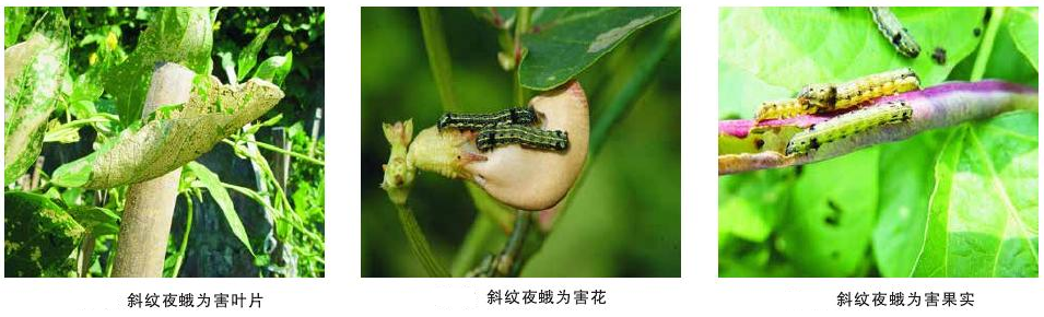 斜纹夜蛾为害症状和发生规律 斜纹夜蛾为害症状和发生规律