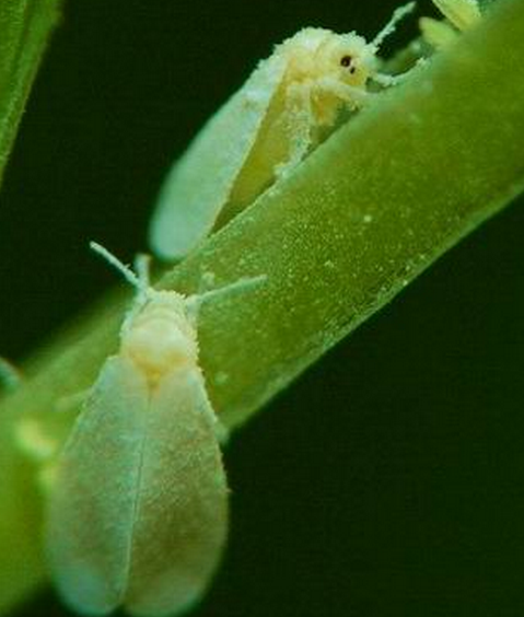 入侵生物-烟粉虱的简介及危害 入侵生物-烟粉虱的简介及危害