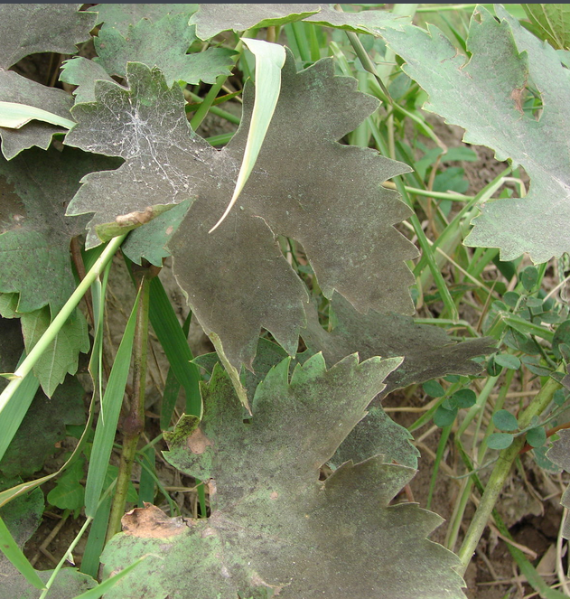 烟粉虱的防治方法有哪些? 烟粉虱的防治方法有哪些?