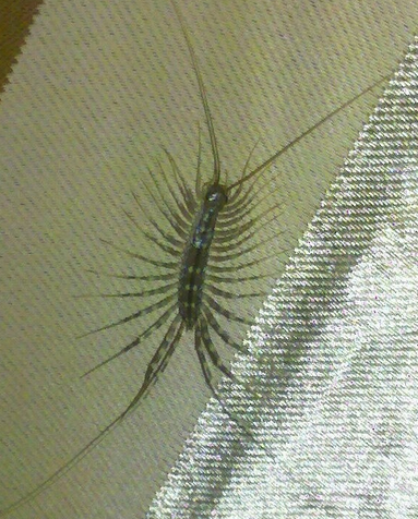 蚰蜒的危害及防治 蚰蜒的危害及防治