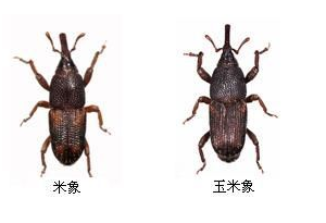 储藏害虫米象、玉米象简介 储藏害虫米象、玉米象简介