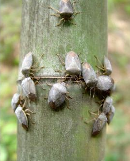 竹卵圆蝽的形态特征